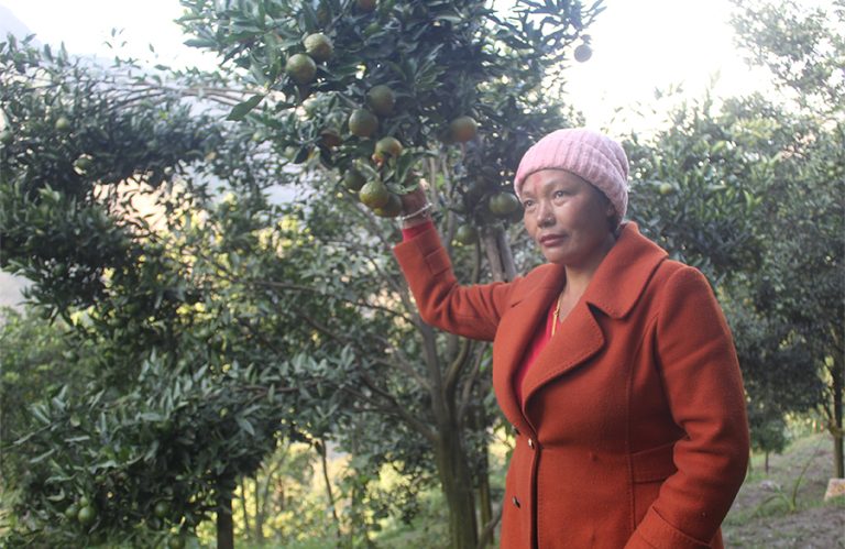 दोसल्ले गाउँमा बोटबाटै सुन्तला बिक्री   