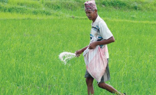 रासायनिक मलको मूल्य दोब्बरले बढाउँदै सरकार