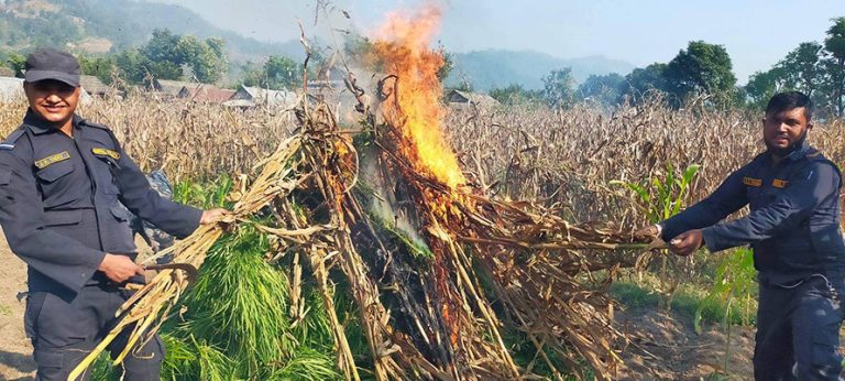 बारामा १७ कठ्ठामा लगाइएको गाँजा नष्ट