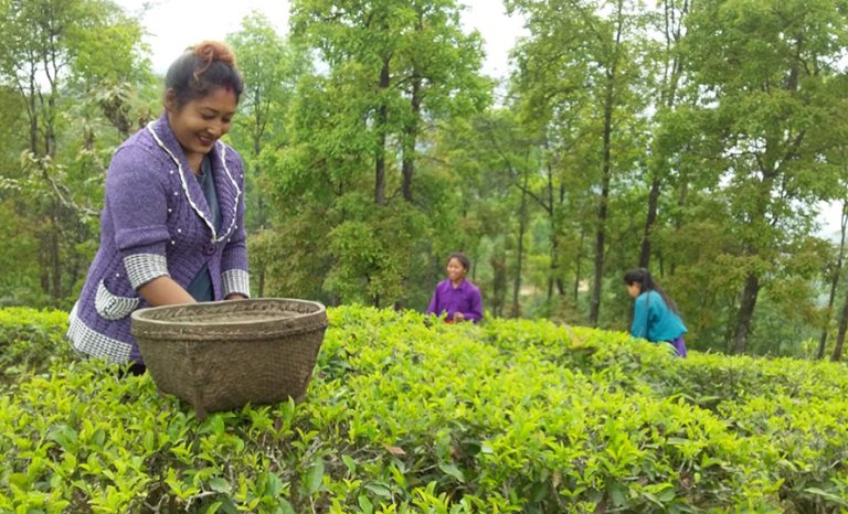 चिया पनि ‘चक्लेटी’ स्वादमा