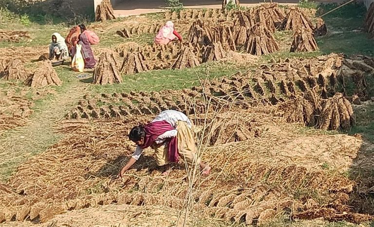 खाना पकाउन अझै गुइँठाकै भर