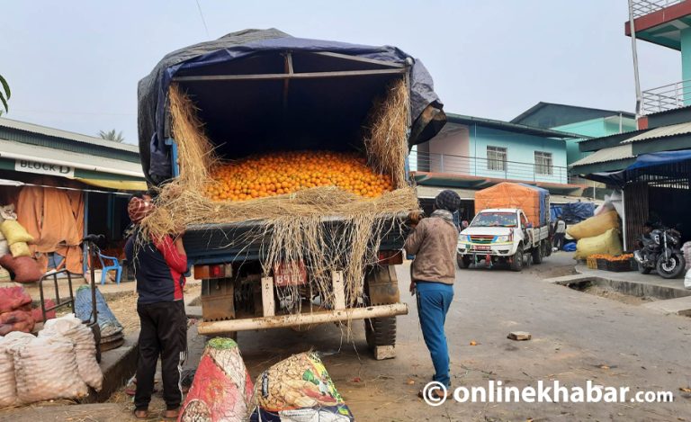 पूर्वी पहाडी जिल्लाबाट धरान आउँछ दैनिक ३० गाडी सुन्तला