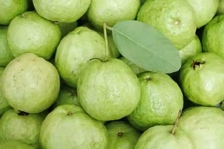 अम्बाको थोक भाउ किलोको २५०
