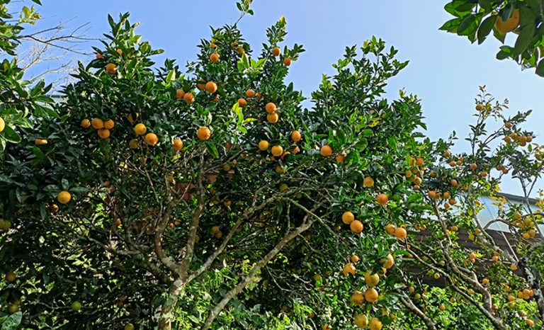 सिन्धुलीमा किसानलाई जुनार बिक्री गर्न भ्याइनभ्याइ