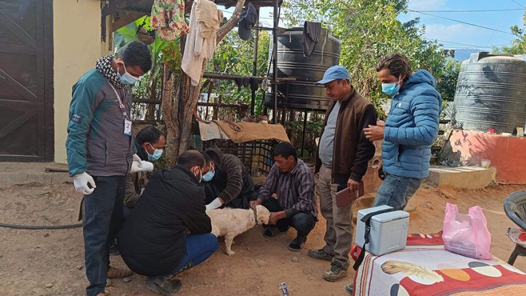 गुल्मीमा रेबिजले एक जनाको मृत्यु