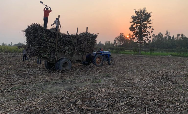 सस्तोमा उखु बेच्दै सर्लाहीका किसान