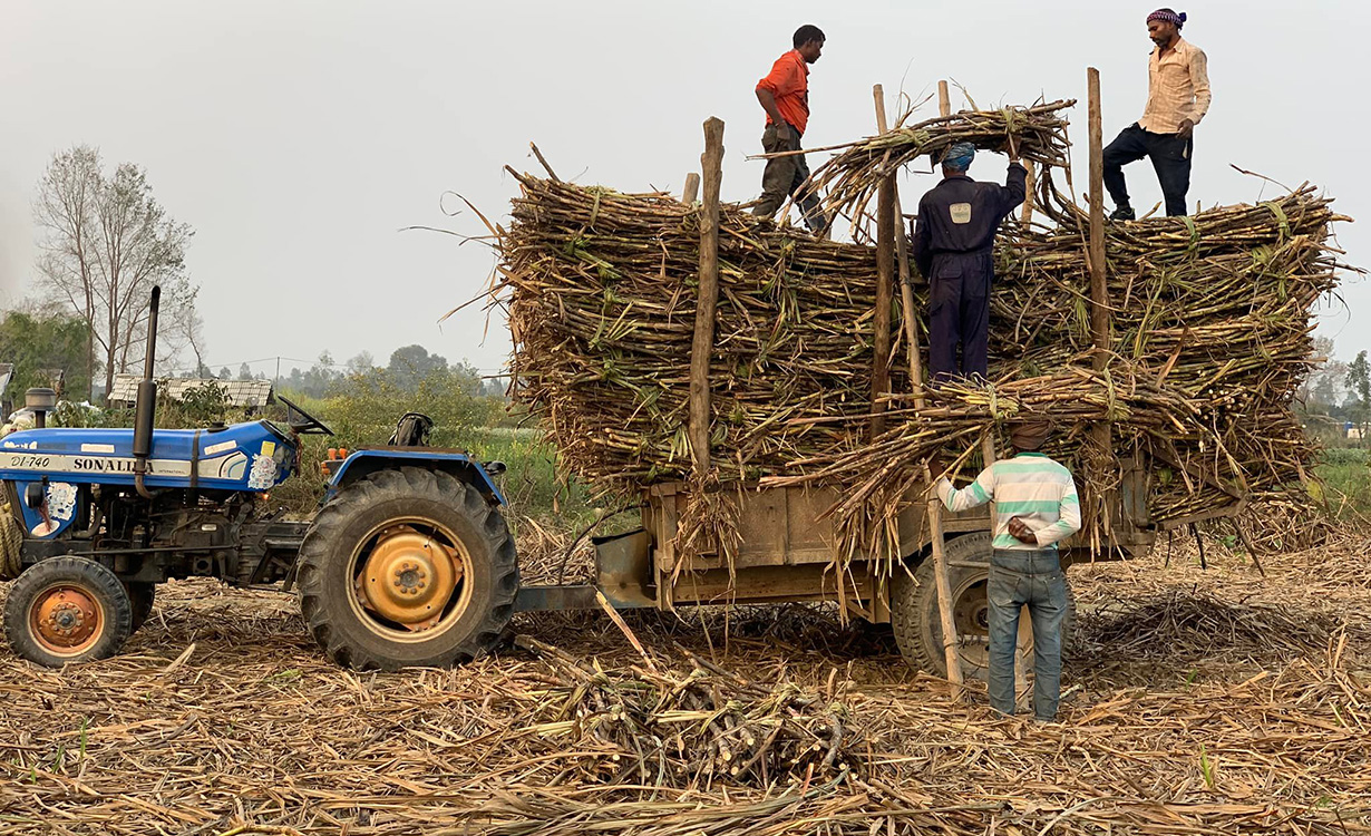 उखु पेलेर पर्व खर्च जुटाउँदै महोत्तरीका किसान