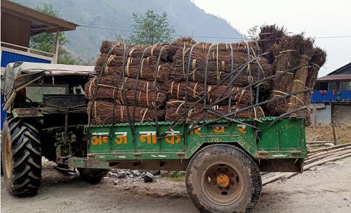 ताप्लेजुङमा चिराइतो उत्पादन बढ्यो