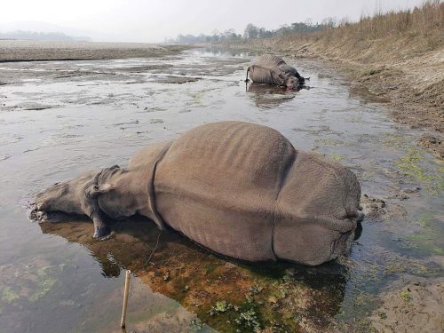 सुरक्षा पोस्ट नजिकै खुला ठाउँमा गैंडा मारियो, निकुञ्जको लापरवाही