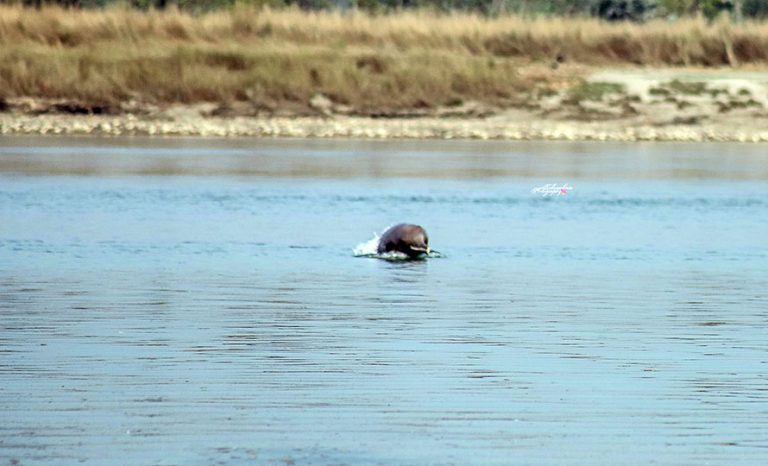 नारायणीमा डल्फिन भेटिएपछि संरक्षणकर्मी उत्साहित