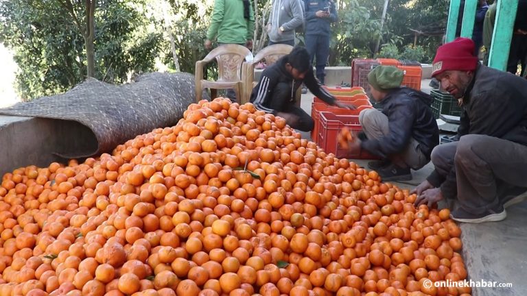 गुल्मीमा सुन्तला उत्पादन बढ्यो, मूल्य बढेन