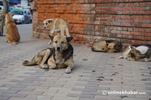 बर्सेनि रेबिज आतङ्क खेप्दै काभ्रेपलाञ्चोक