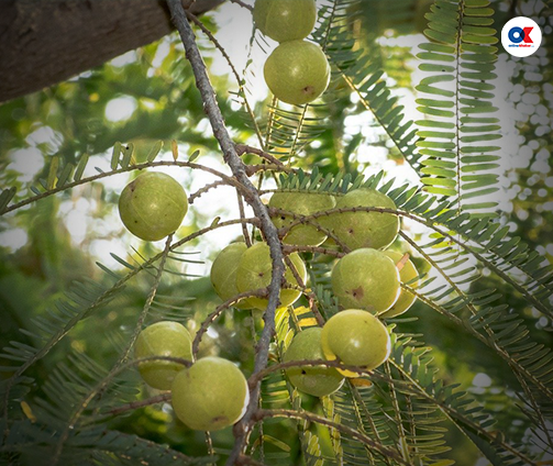 अमृत फल अमला