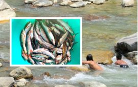 लोपोन्मुख रैथाने माछा संरक्षण गर्न सरकारले स्वीकार्‍यो अन्तर्राष्ट्रिय अनुदान सहायता