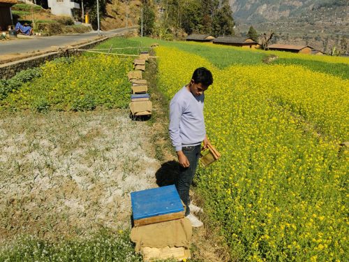 चितवनमा मौरी चरन क्षेत्र अभाव