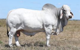 
३२ लाख रुपैयाँमा बिक्यो यो साँढेको वीर्य ! 