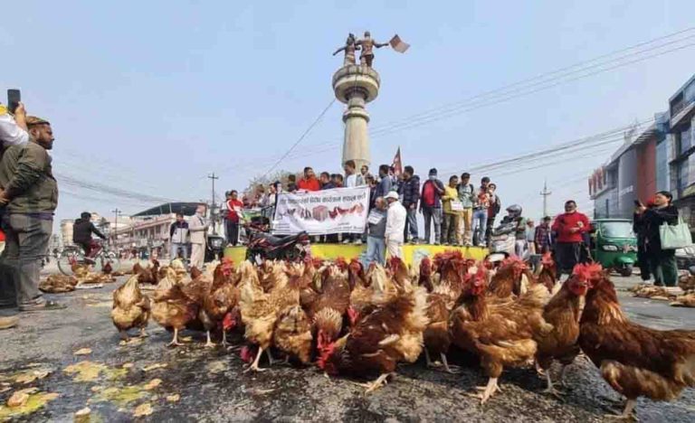 राजमार्गमा अण्डा र कुखुरा फ्याँकेर झापाका किसानको विरोध