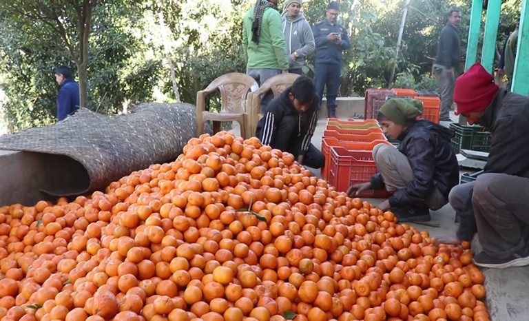 गुल्मीमा २९ करोड बढीको सुन्तला उत्पादन