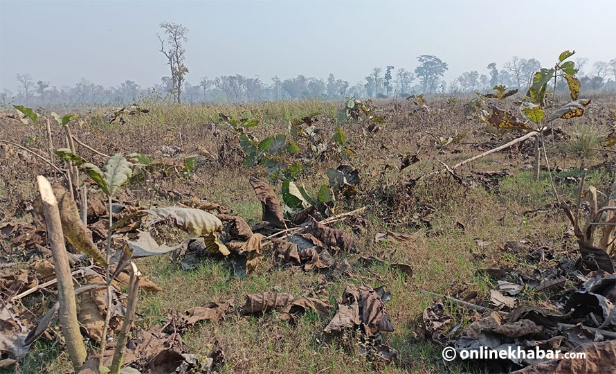 बाराको कोल्हबीमा ५ हेक्टर वन क्षेत्रको विरुवा सखाप