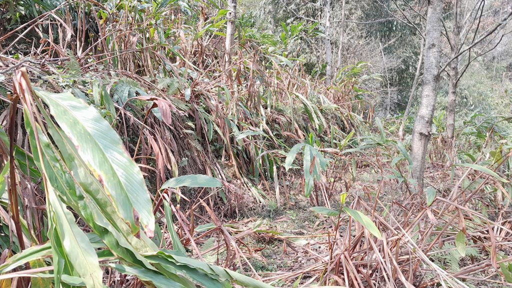 सङ्खुवासभामा ४० किलो अलैंचीको मूल्य ७० हजार