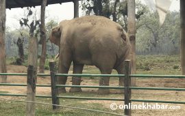 कसले चुँडायो रोनाल्डो हात्तीको पुच्छर ?