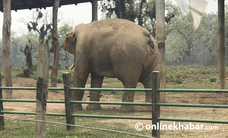 कसले चुँडायो रोनाल्डो हात्तीको पुच्छर ?