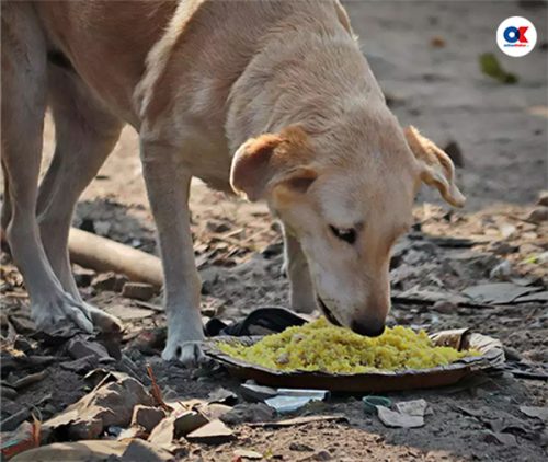 रेबिजबारे १० भ्रम र तथ्य