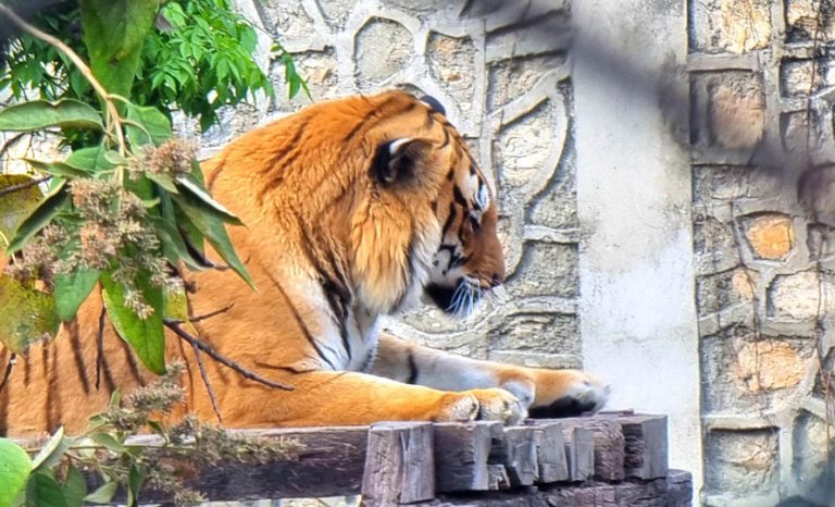 ‘महाराजा बाघ’ पाल्दै ललितपुर महानगर