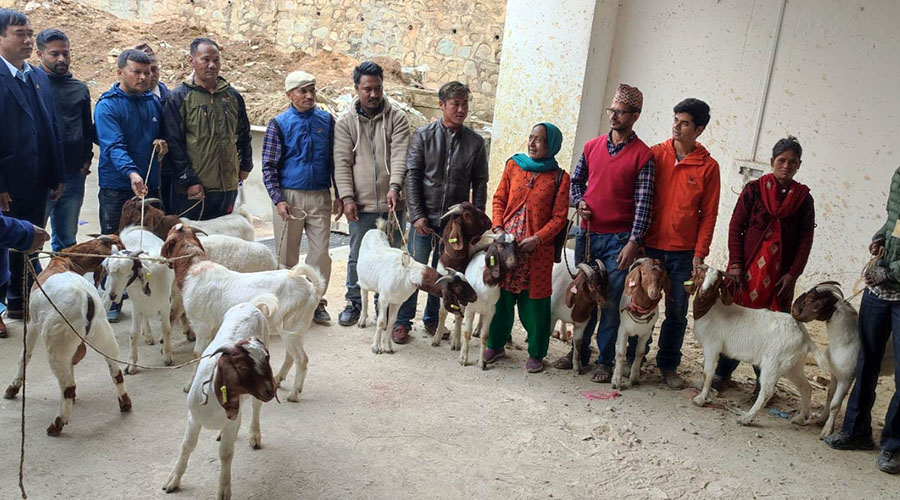 गोदावरी नगरपालिकाले किसानलाई बाँड्यो बोयर बोका