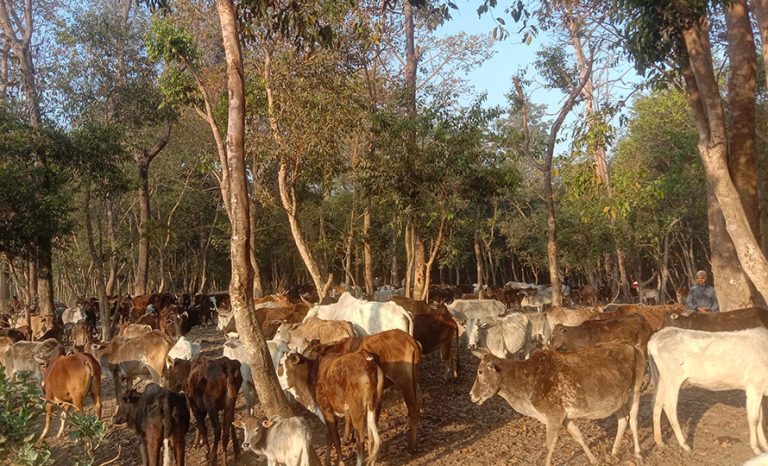 आहारा नपाउँदा रूखका बोक्रा खाँदै छाडा चौपाया