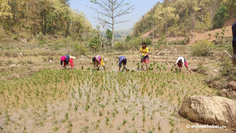 दाङका किसानलाई चैते धान रोप्ने चटारो (तस्वीरहरु)