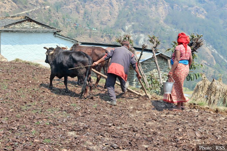 मलको अनुदान दोब्बरले बढ्यो, कृषिमा छैन नयाँ कार्यक्रम