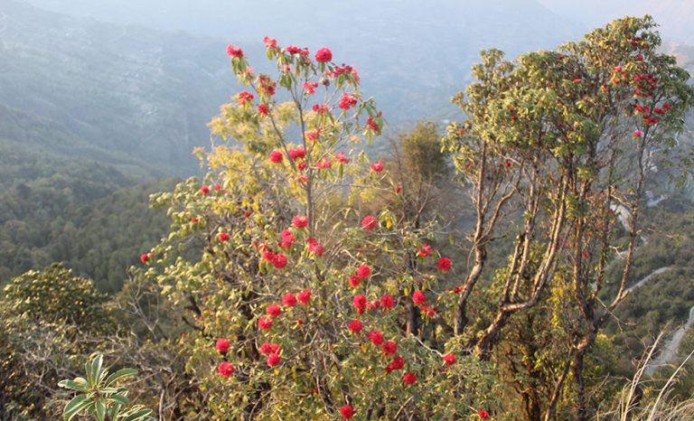 चैतमै निख्रिए म्याग्दीमा गुराँसका फूल