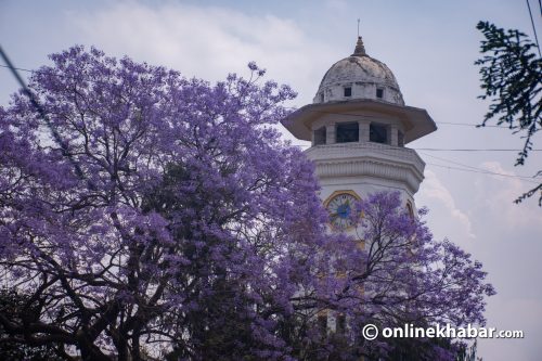 जाकाराण्डाको फूलले सजिएको शहर (तस्वीरहरु)