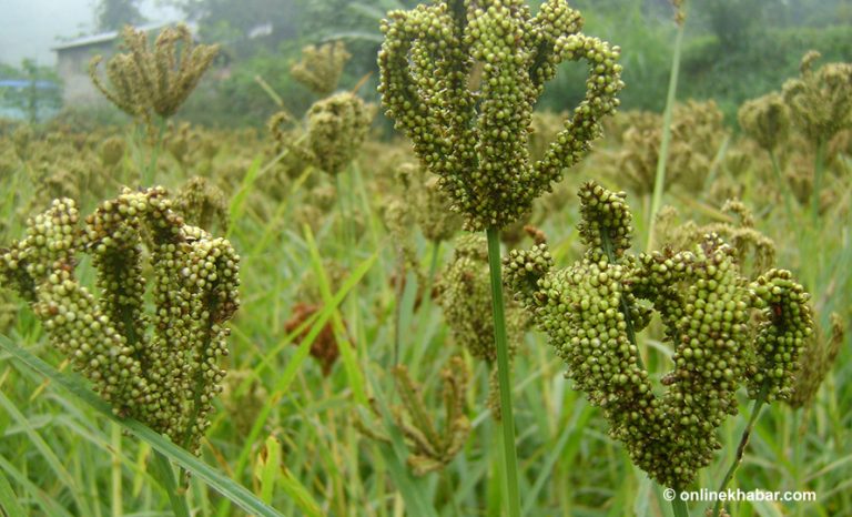 हुम्लामा अन्तर्राष्ट्रिय कोदो दिवस कार्यक्रम