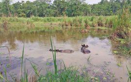 निकुञ्जको लामितालमा रमाउँदै पुष्पा र अञ्जली