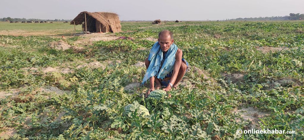 बगरमा खरबुजा फलाउने पौरखी किसानहरु