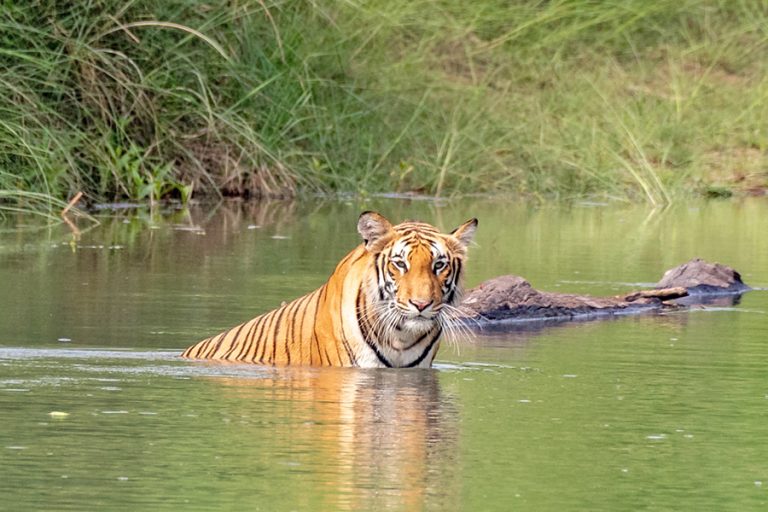 बर्दिया राष्ट्रिय निकुञ्जमा पर्यटकको चहलपहल बढ्यो   