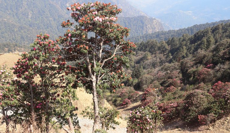 एउटै रूखमा चार थरी लालीगुराँस