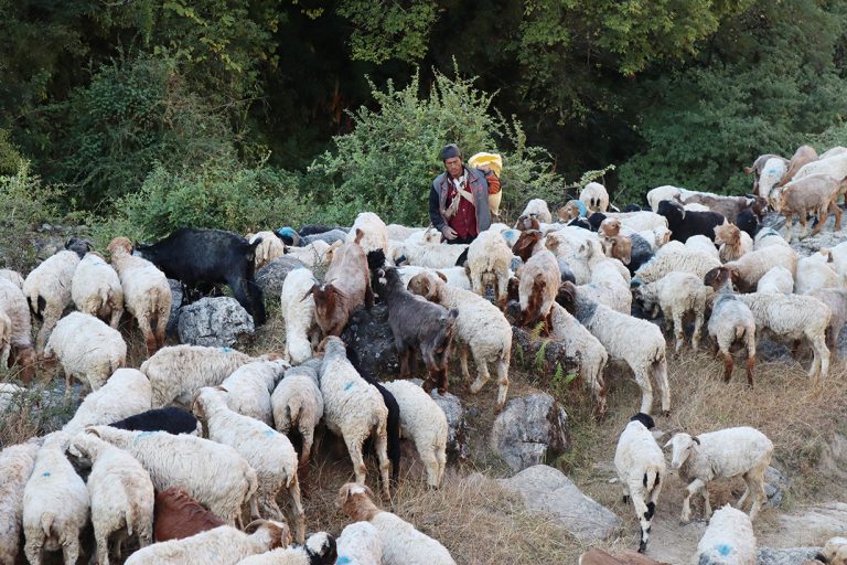 जङ्‍गलमै बित्छ ढोरपाटनका भेडा गोठालाको जीवन