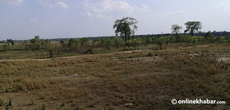 अतिक्रमणमा परेको तीन निकुञ्ज जोड्ने करिडोरमा हुँकिदैछन् विरूवा