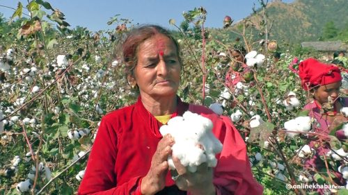 ४० वर्ष पुरानो कपास उद्योग सिद्ध्याउने त्यो राजनीतिक अभीष्ट