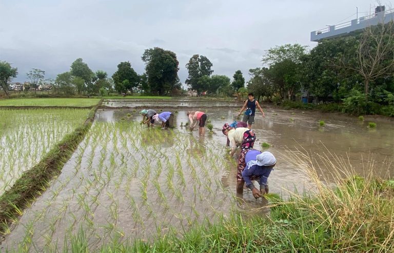 लुम्बिनीमा ११ प्रतिशतमात्रै रोपाइँ