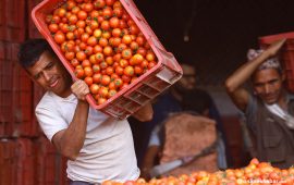 गोलभेँडा भाउ होलसलमै किलोको १२०