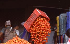 घट्यो गोलभेँडाको भाउ, प्रतिकिलो कति ? 