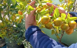 गर्मीयाममा कौसी खेती गर्दा के कुरामा ध्यान दिने ?