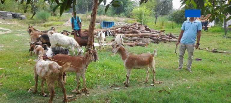 भारतबाट तस्करी गरी ल्याएको १३ खसीसहित २ जना पक्राउ