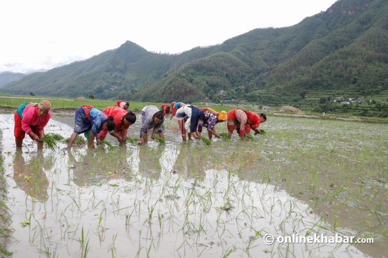 असार दोस्रो सातासम्म १५ प्रतिशत धान रोपाइँ
