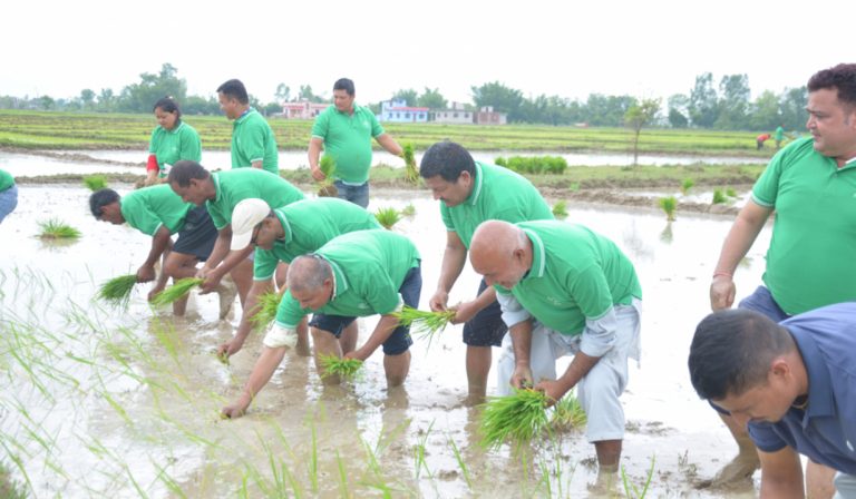 सुदूरपश्चिममा ४० प्रतिशत मात्र रोपाइँ