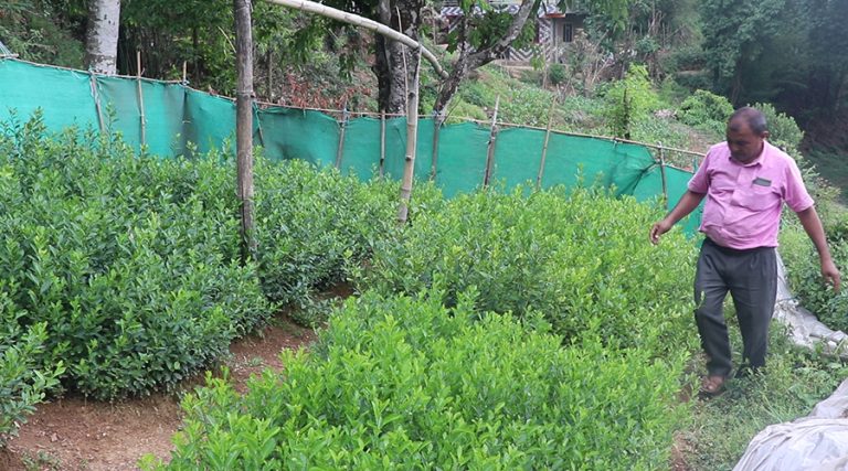 गुल्मीका नर्सरीमा उत्पादित बिरुवालाई बजारको समस्या